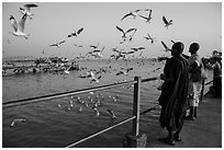 Seagulls flying as monks feed them from Botataung pier. Yangon, Myanmar ( black and white)