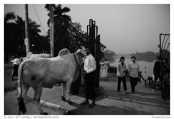 Man with ox and women walking at twilight on Kandawgyi lakeshore. Yangon, Myanmar (black and white)