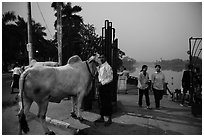 Man with ox and women walking at twilight on Kandawgyi lakeshore. Yangon, Myanmar ( black and white)