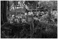 Graves and vegetation in Muslim Cemetery. Yangon, Myanmar ( black and white)