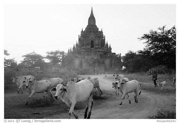 Cattle herd in front of Tayok Pye temple. Bagan, Myanmar (black and white)