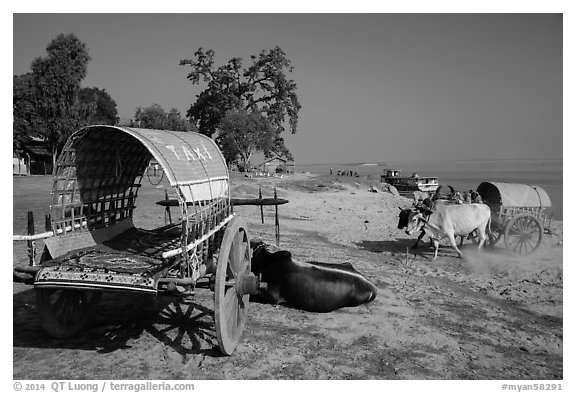 Ox carts on shore of Irrawaddy River, Mingun. Myanmar (black and white)