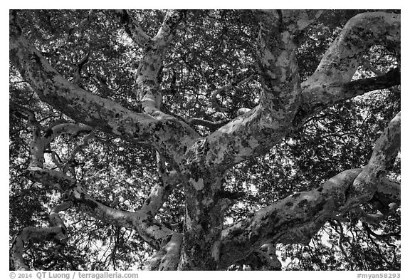 Ancient tree branches, Mingun. Myanmar (black and white)