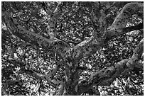 Ancient tree branches, Mingun. Myanmar ( black and white)