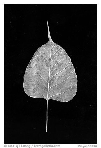 Leaf made of gold. Mandalay, Myanmar (black and white)