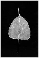 Leaf made of gold. Mandalay, Myanmar ( black and white)