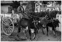 Man driving ox cart carrying water tank. Pindaya, Myanmar ( black and white)