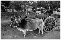 Man filling up water tank on ox cart. Pindaya, Myanmar ( black and white)