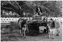 Man refilling tank on ox cart. Pindaya, Myanmar ( black and white)