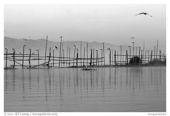 Fence, birds, and hill at dawn. Inle Lake, Myanmar (black and white)