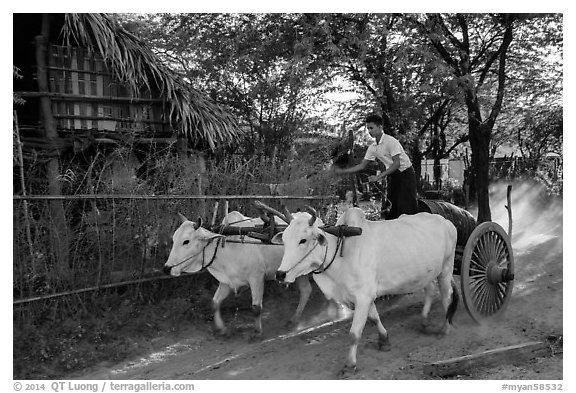 Man riding ox cart, Mingun village. Bagan, Myanmar (black and white)