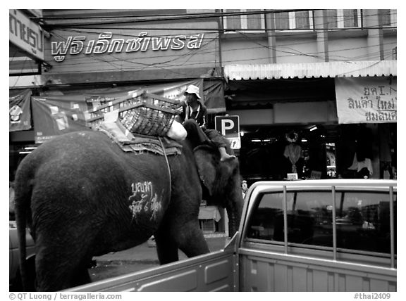 Elephant Parking. Lopburi, Thailand (black and white)