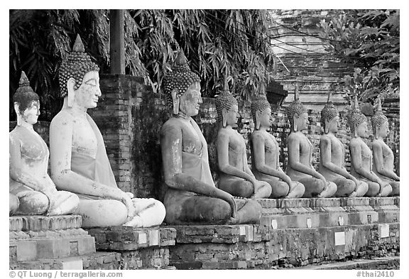 Buddha statues, swathed in sacred cloth as a sign of reverence, Wat Chai Mongkon. Ayutthaya, Thailand (black and white)