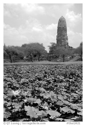 Lotus pond and  corn-shaped chedi. Ayutthaya, Thailand (black and white)