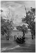 Long tail boat navigating through mangrove trees, Railay. Krabi Province, Thailand ( black and white)