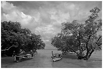 Boats moored near mangrove trees, Railay East. Krabi Province, Thailand ( black and white)