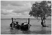 Boats and mangrove tree, Ao Railay East. Krabi Province, Thailand ( black and white)