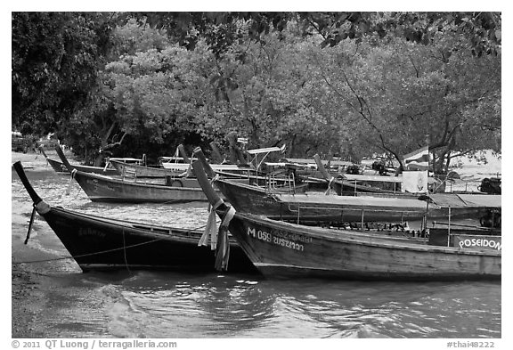 Long tail boats and trees, Ao Rai Leh East. Krabi Province, Thailand (black and white)