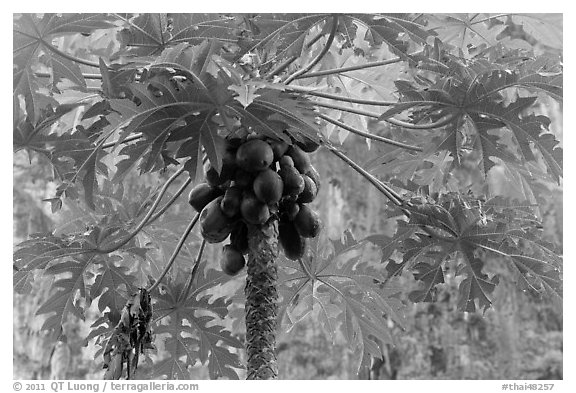 Palm tree with coconuts, Railay East. Krabi Province, Thailand