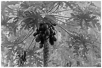 Palm tree with coconuts, Railay East. Krabi Province, Thailand ( black and white)