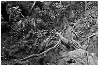 Steep path with ropes, Railay. Krabi Province, Thailand (black and white)