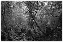 Jungle path, Rai Leh. Krabi Province, Thailand ( black and white)