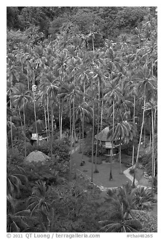 Huts and palm trees from above, Railay. Krabi Province, Thailand