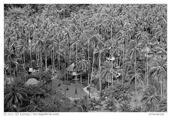 Resort and palm trees from above, Railay. Krabi Province, Thailand (black and white)