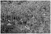 Resort and palm trees from above, Railay. Krabi Province, Thailand ( black and white)