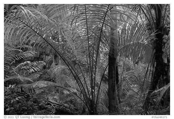 Tropical jungle, Laem Phra Nang, Rai Leh. Krabi Province, Thailand (black and white)