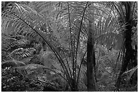 Tropical jungle, Laem Phra Nang, Rai Leh. Krabi Province, Thailand ( black and white)