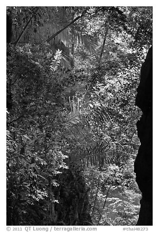 Jungle above Sa Phra Nang, Railay. Krabi Province, Thailand (black and white)