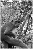 Monkey, Railay. Krabi Province, Thailand ( black and white)