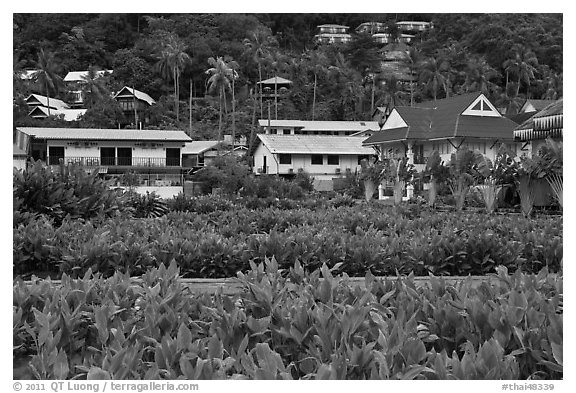 Lush gardens and hillside, Ko Phi-Phi Don. Krabi Province, Thailand (black and white)