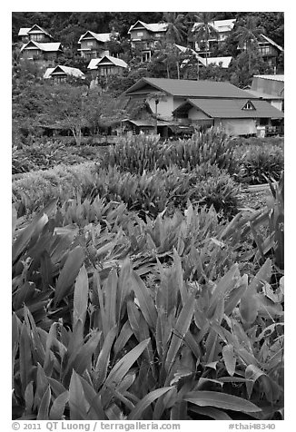 Tropical flowers and hillside houses, Ko Phi Phi. Krabi Province, Thailand