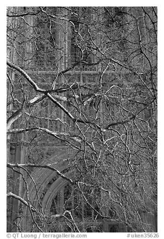 Bare branches and palace of Westminster facade. London, England, United Kingdom (black and white)