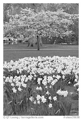 Daffodils and tree in bloom, Saint James Park. London, England, United Kingdom (black and white)