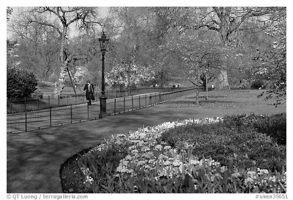 Businessman walking in  Saint James Park amongst flowers. London, England, United Kingdom (black and white)