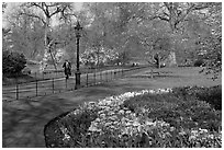 Businessman walking in  Saint James Park amongst flowers. London, England, United Kingdom (black and white)