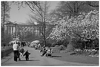 Pathway in Saint James Park in spring with Buckingham Palace in the background. London, England, United Kingdom (black and white)