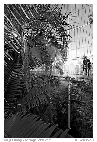 Visitor looking down from the balcony walkway of the Palm House. Kew Royal Botanical Gardens,  London, England, United Kingdom
