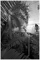 Tourist looking down from the balcony walkway of the Palm House. Kew Royal Botanical Gardens,  London, England, United Kingdom ( black and white)