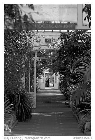 Inside the Temperate House. Kew Royal Botanical Gardens,  London, England, United Kingdom