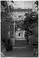 Inside the Temperate House. Kew Royal Botanical Gardens,  London, England, United Kingdom ( black and white)