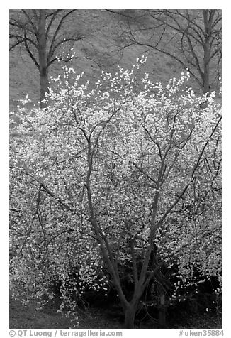 Trees in bloom, Greenwich Park. Greenwich, London, England, United Kingdom