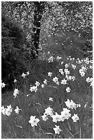 Daffodills and tree in bloom, Greenwich Park. Greenwich, London, England, United Kingdom (black and white)