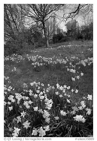 Daffodils on hillside,  Royal Observatory. Greenwich, London, England, United Kingdom