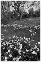 Daffodils on hillside,  Royal Observatory. Greenwich, London, England, United Kingdom ( black and white)