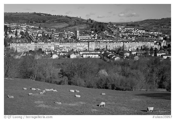 Sheep on hill, with town below. Bath, Somerset, England, United Kingdom (black and white)