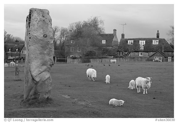 Standing stone, sheep, and village, Avebury, Wiltshire. England, United Kingdom